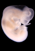 day 33 human embryo photograph