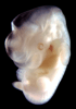 day 37 human embryo photograph