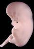 day 47 human embryo photograph