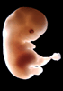 day 50 human embryo photograph