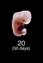 Stage 20 Embryo Image